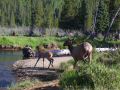 A fawn is startled.jpg